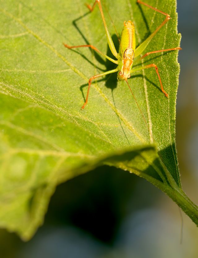 Arancione....